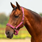 Velder Horsewear Premium Halster Satin Glow Dutch Raspberry