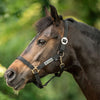 Velder Horsewear Essentials Halster Basic Zwart