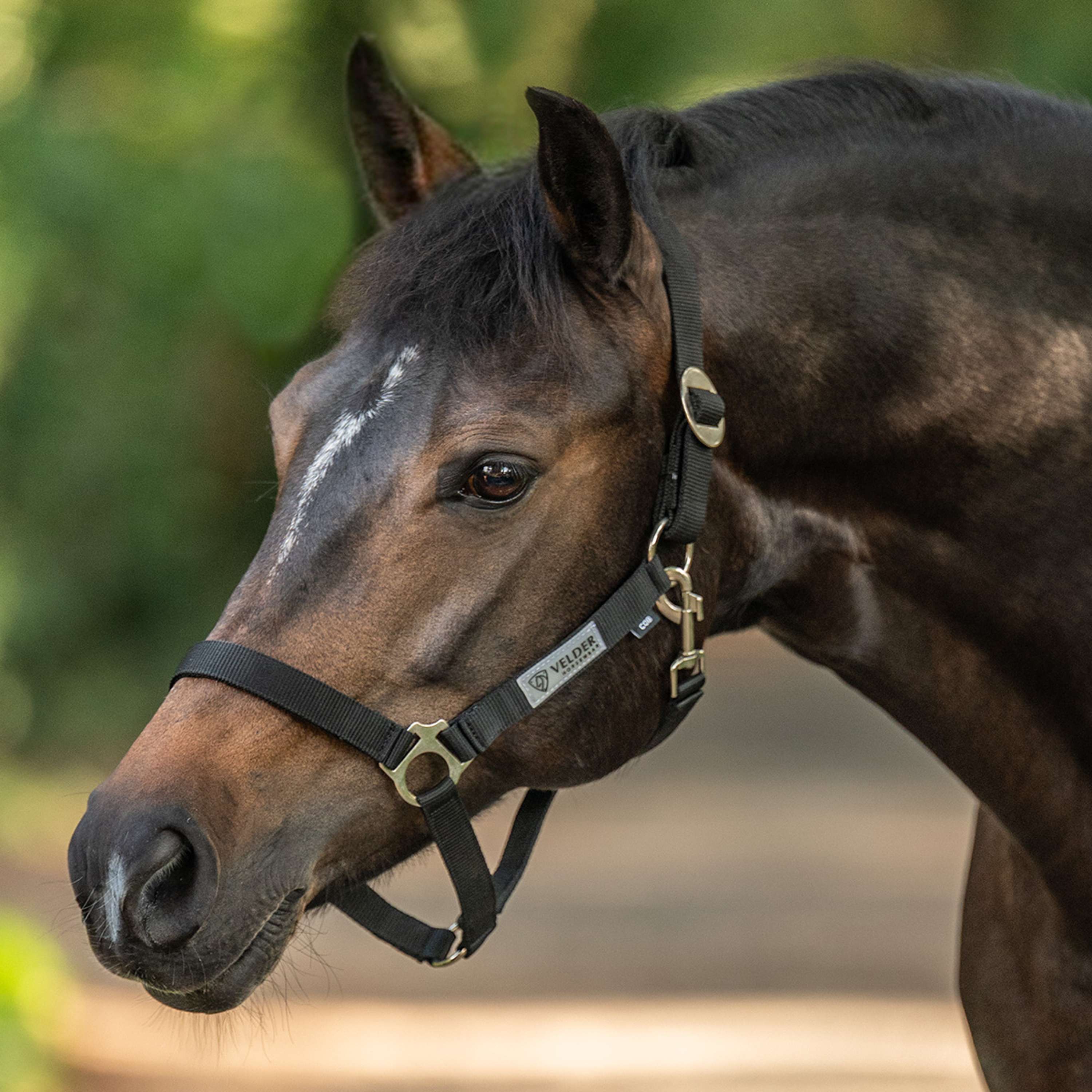 Velder Horsewear Essentials Halster Basic Zwart