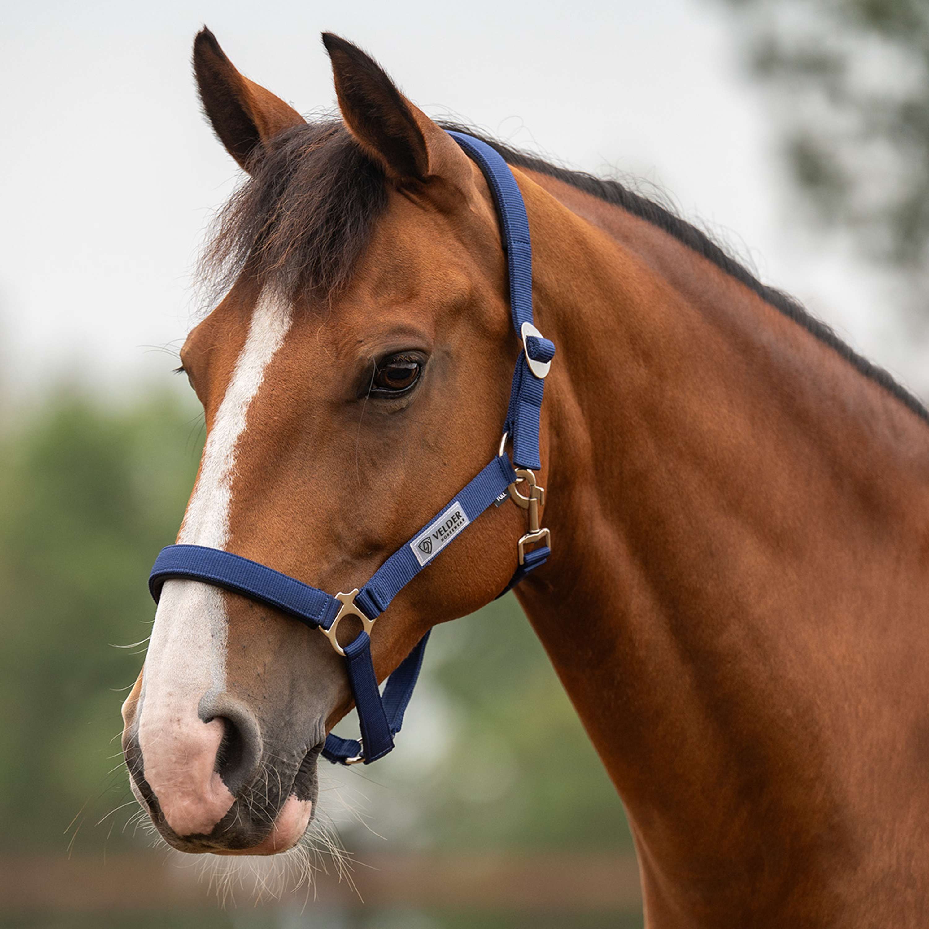 Velder Horsewear Essentials Halster Basic Padded Navy