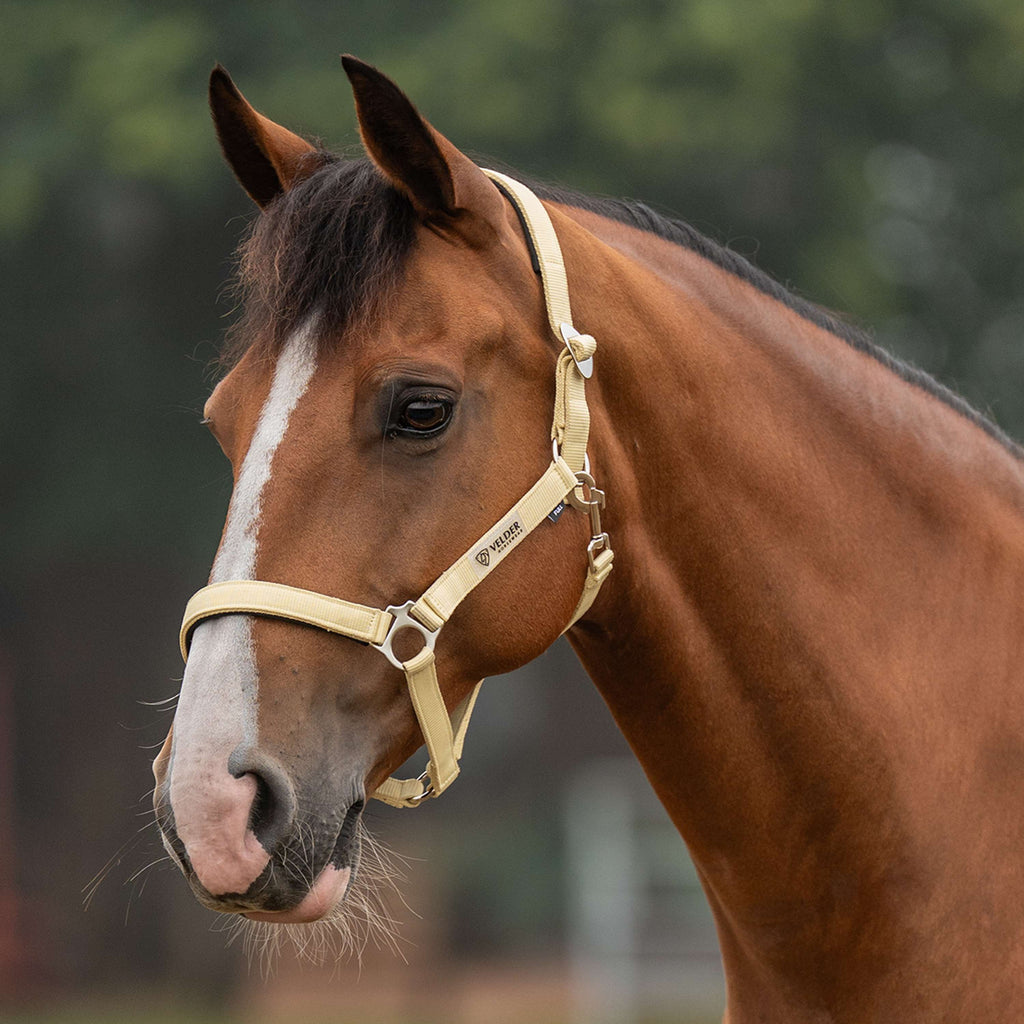 Velder Horsewear Essentials Halster Basic Padded Healing Yellow