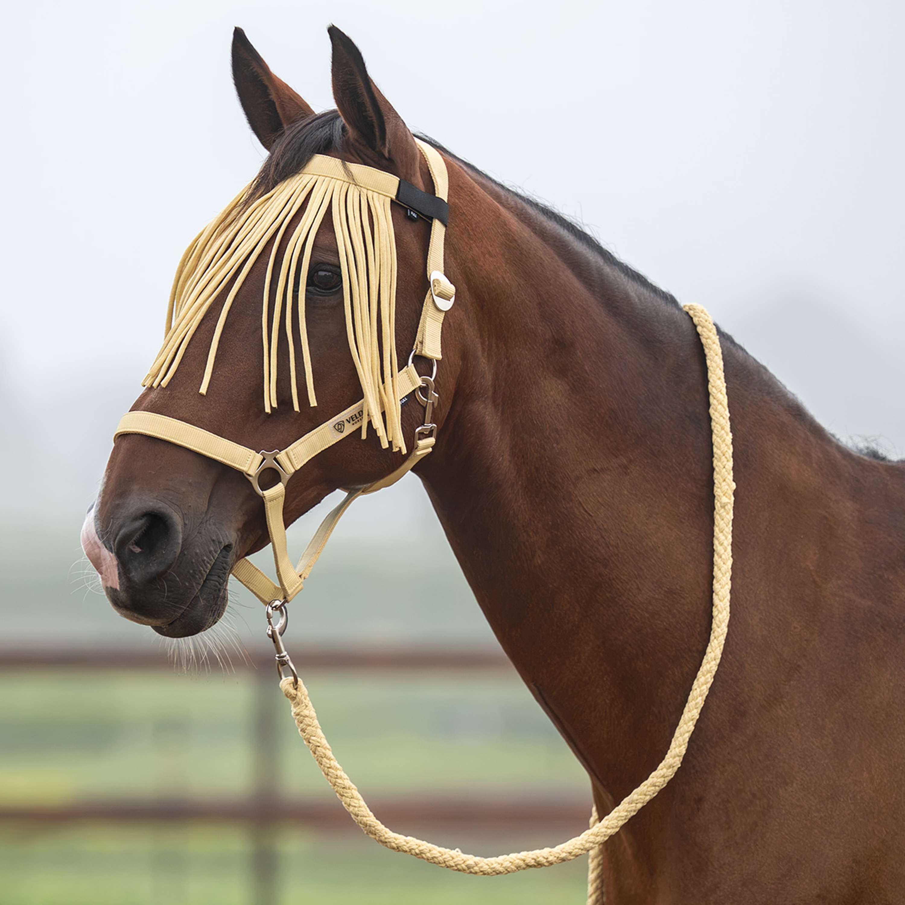 Velder Horsewear Essentials Halsterset Basic Summer Healing Yellow