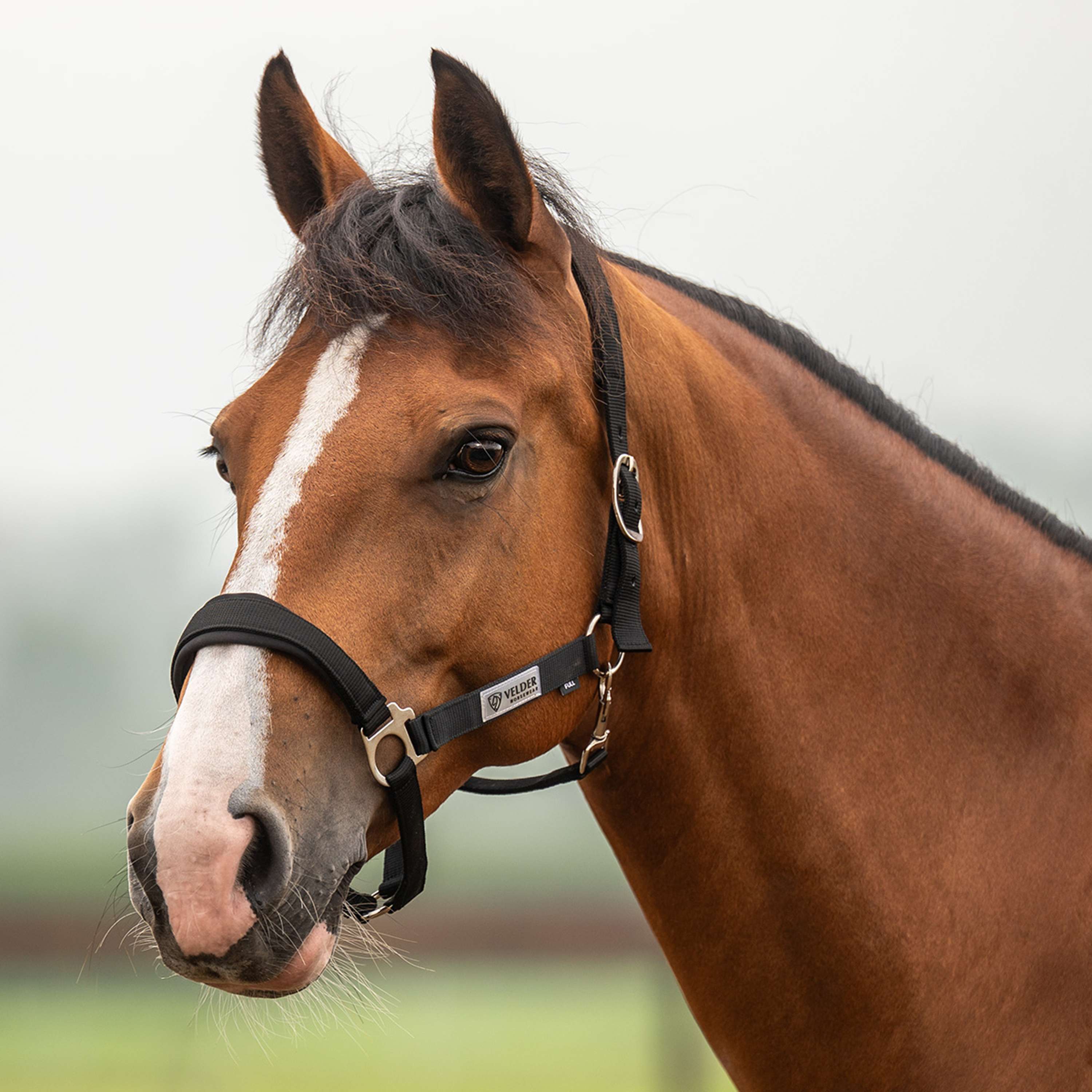 Velder Horsewear Essentials Halster Basic Comfort Zwart