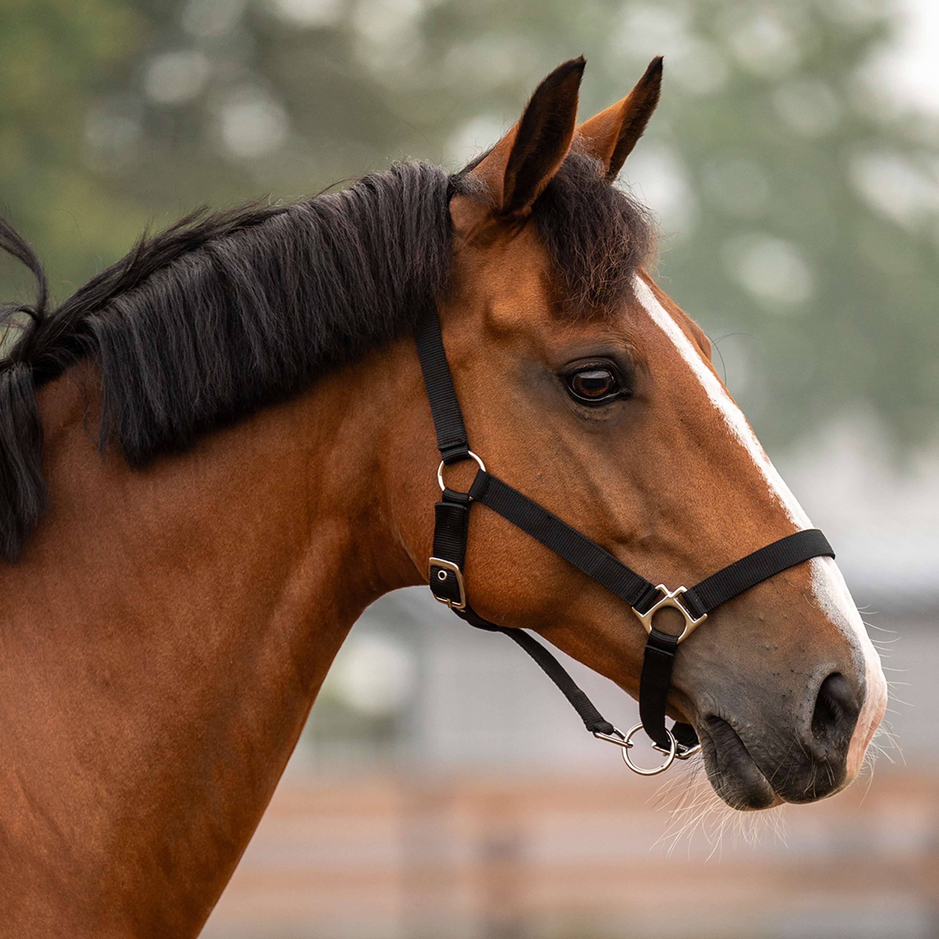 Velder Horsewear Essentials Halster Triple Adjustable Zwart