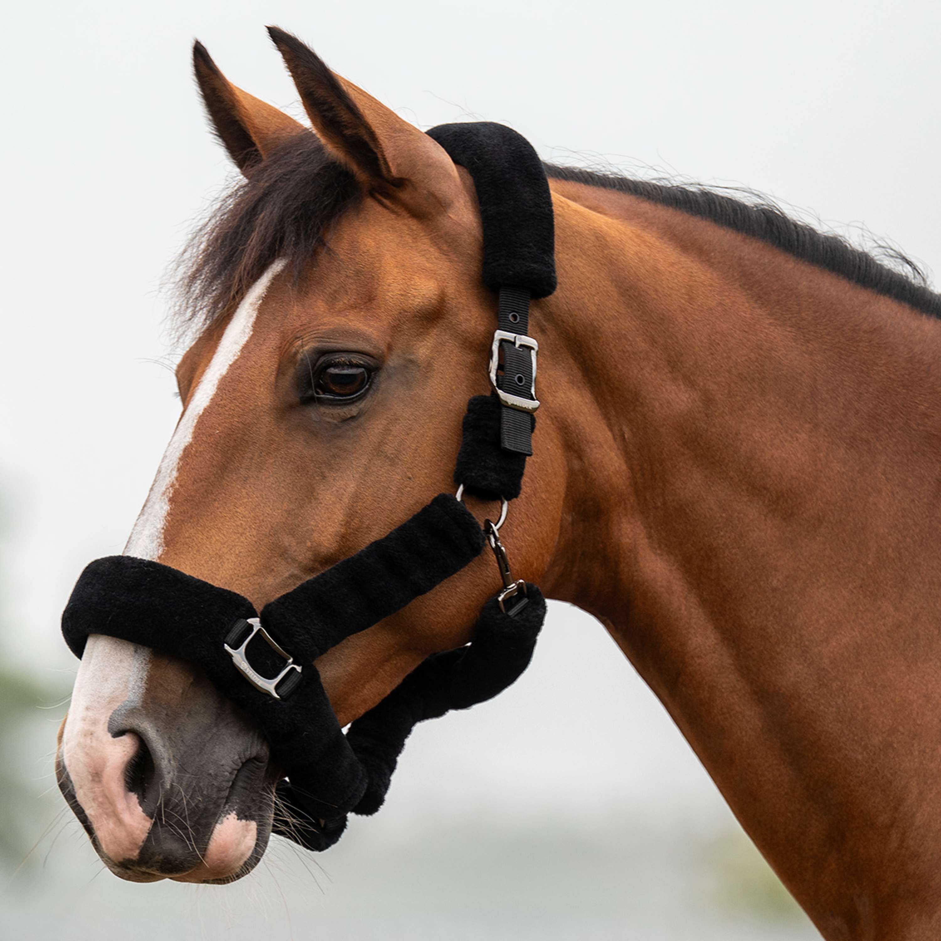 Velder Horsewear Premium Halster Comfort Fur Zwart