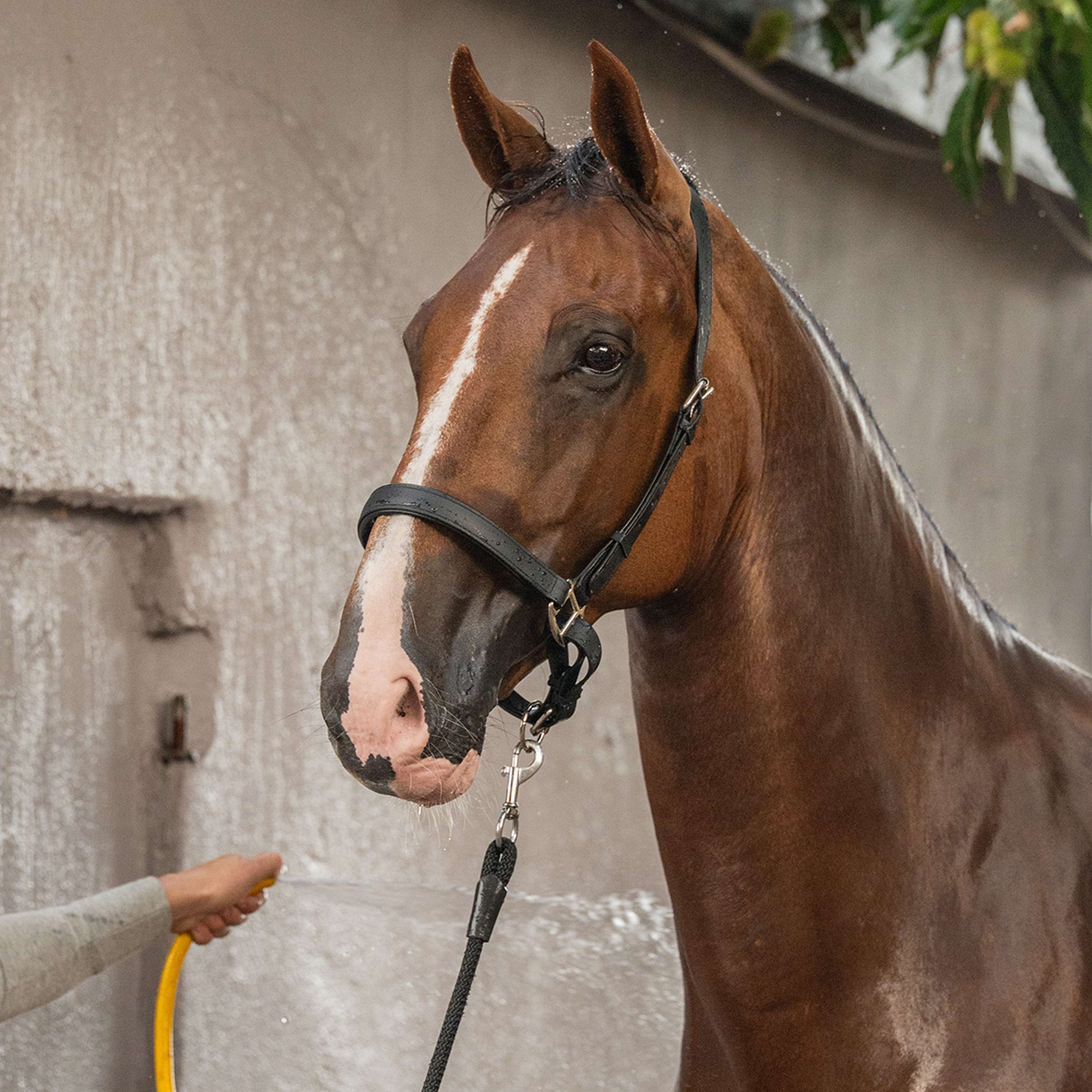 Velder Horsewear Premium Halster WashPro Zwart