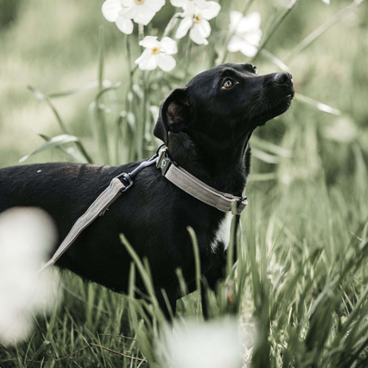 Kentucky Honden Lijn Hagedis Beige