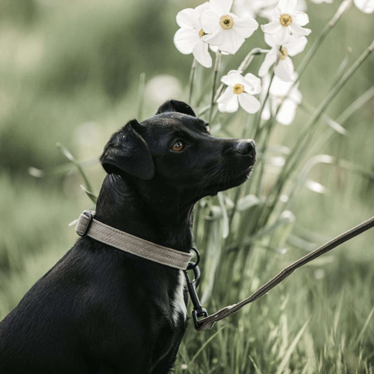 Kentucky Honden Lijn Hagedis Beige