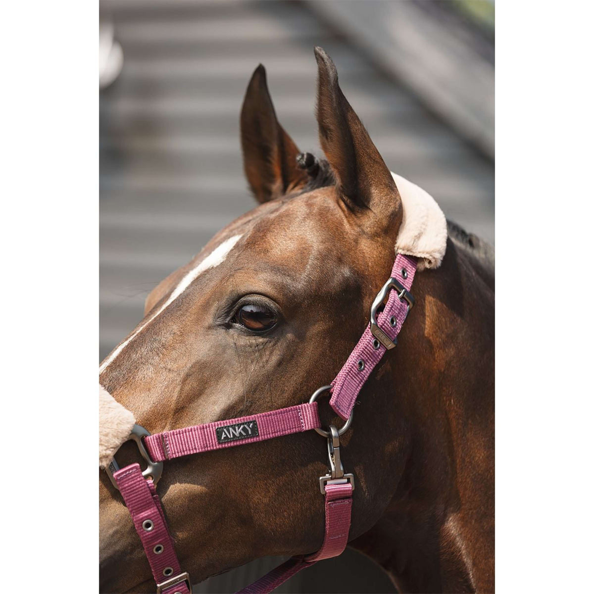 ANKY Halsterset Check Velvet ATH25002 Mellow Mauve