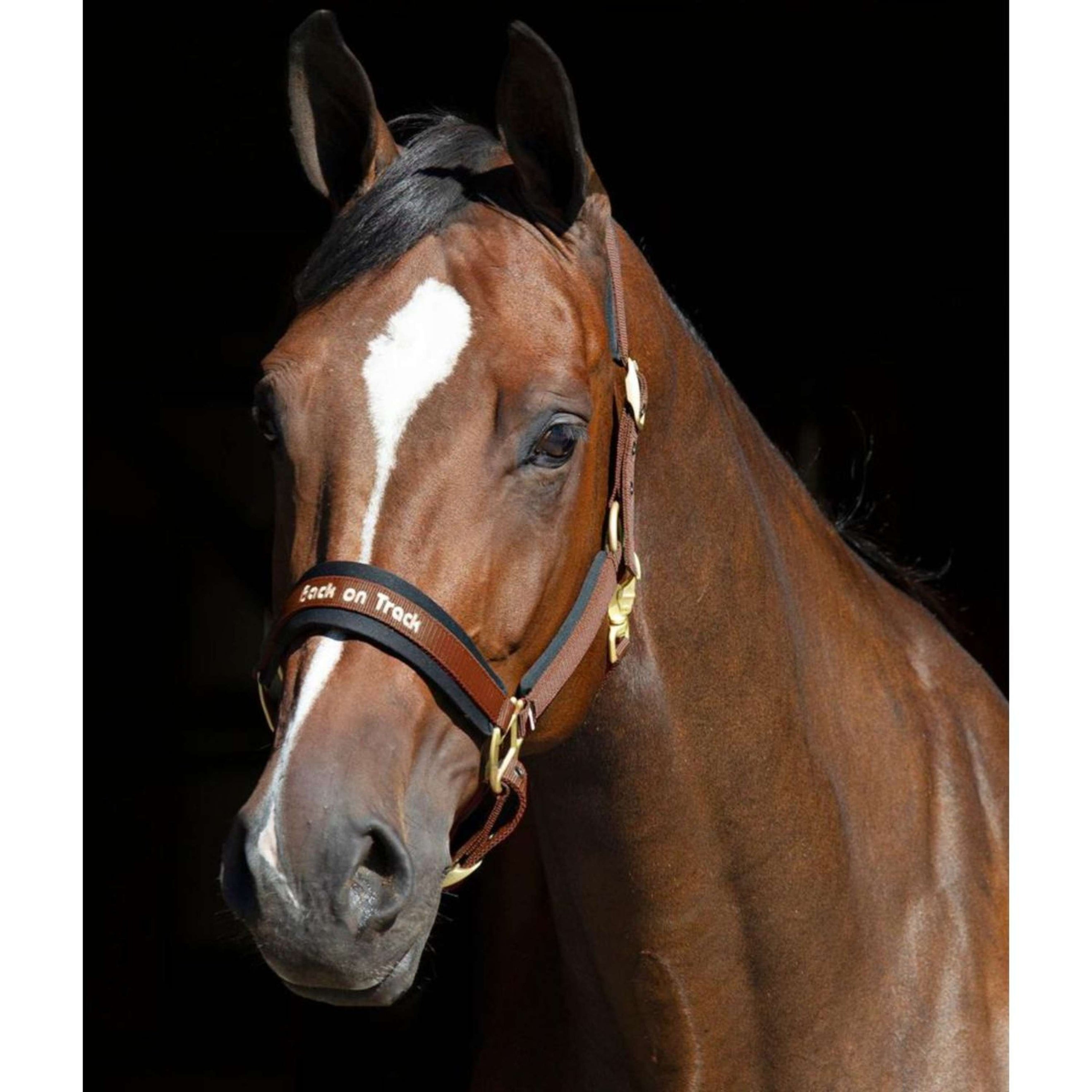 Back on Track Halster Werano Bruin Back on Track Halster Werano Bruin