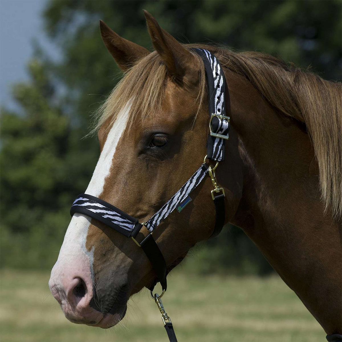 Bucas Halster Dublin Zebra