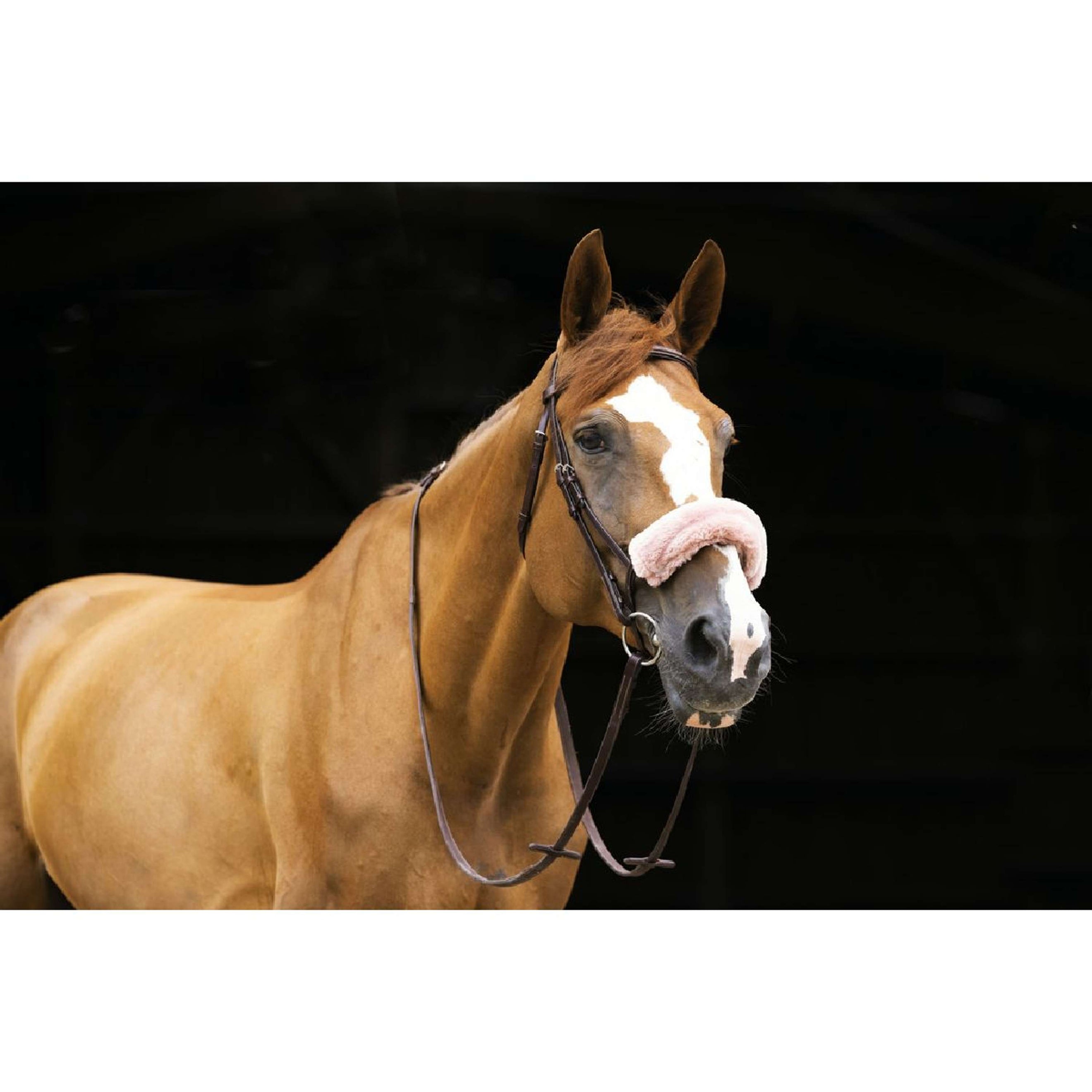 EQUITHÈME Neusbontje Teddy Roségoud EQUITHÈME Neusbontje Teddy Roségoud