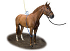 Equine Legcooler Base Plus Type 2 voor 2 Benen