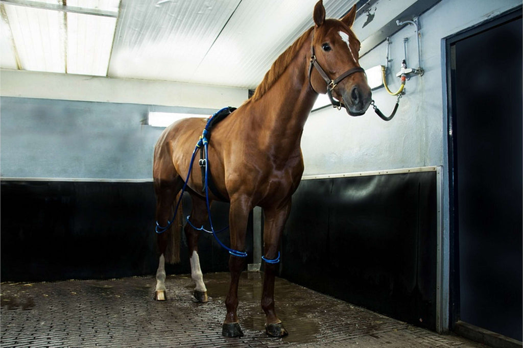 Equine Legcooler Base Plus Type 2 voor 2 Benen