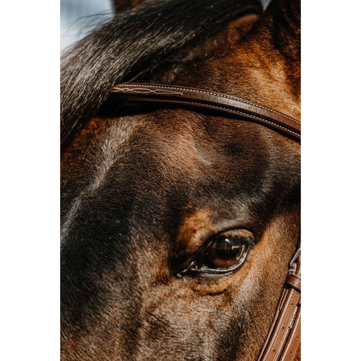 Norton Hoofdstel Hunter Comfy Havanna