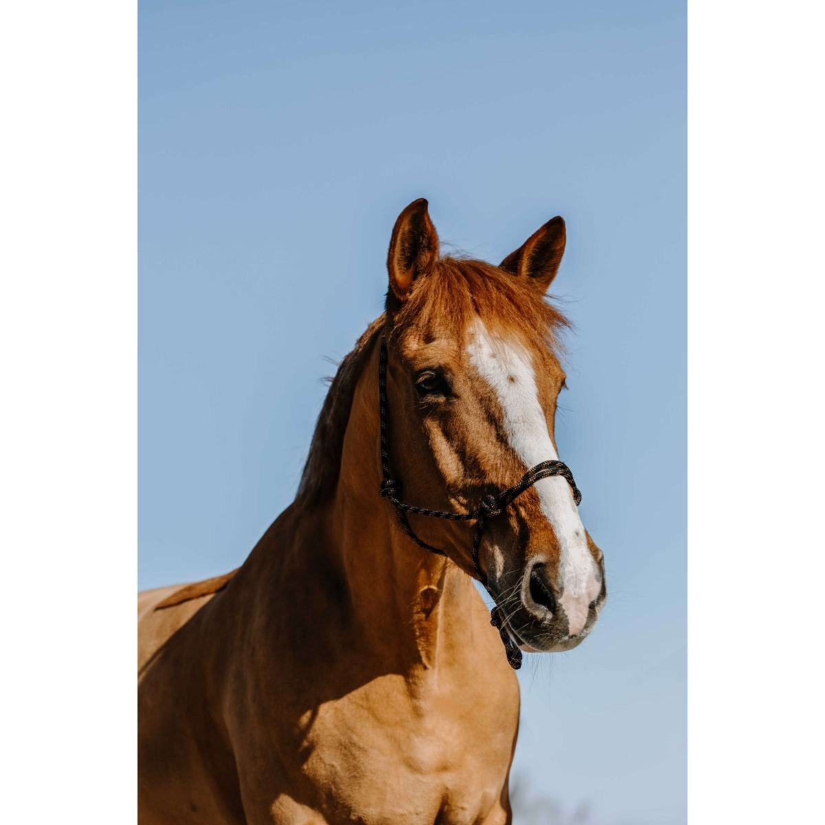 Westride Halster Western Zwart