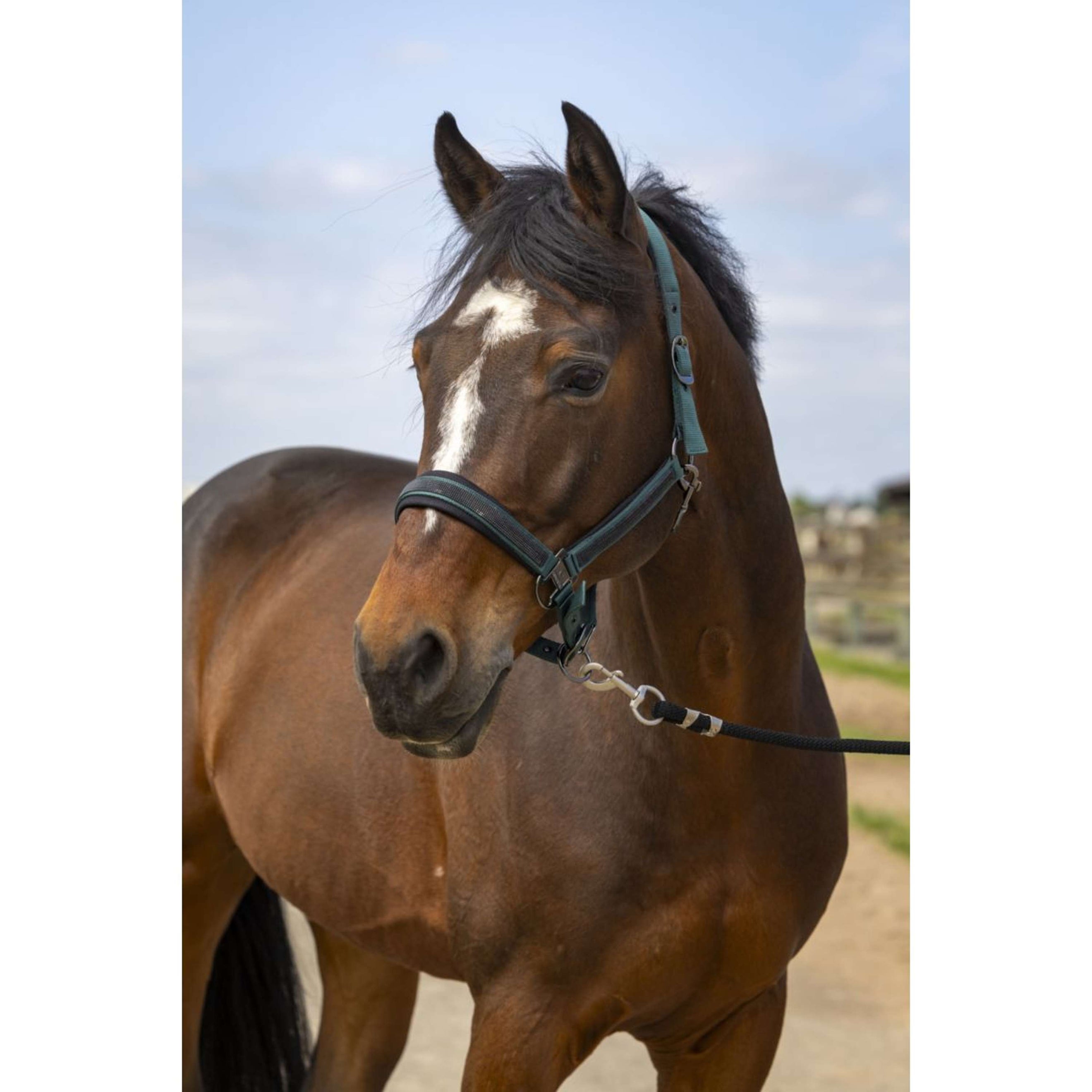 EQUITHÈME Halster Strass Nylon Green EQUITHÈME Halster Strass Nylon Green