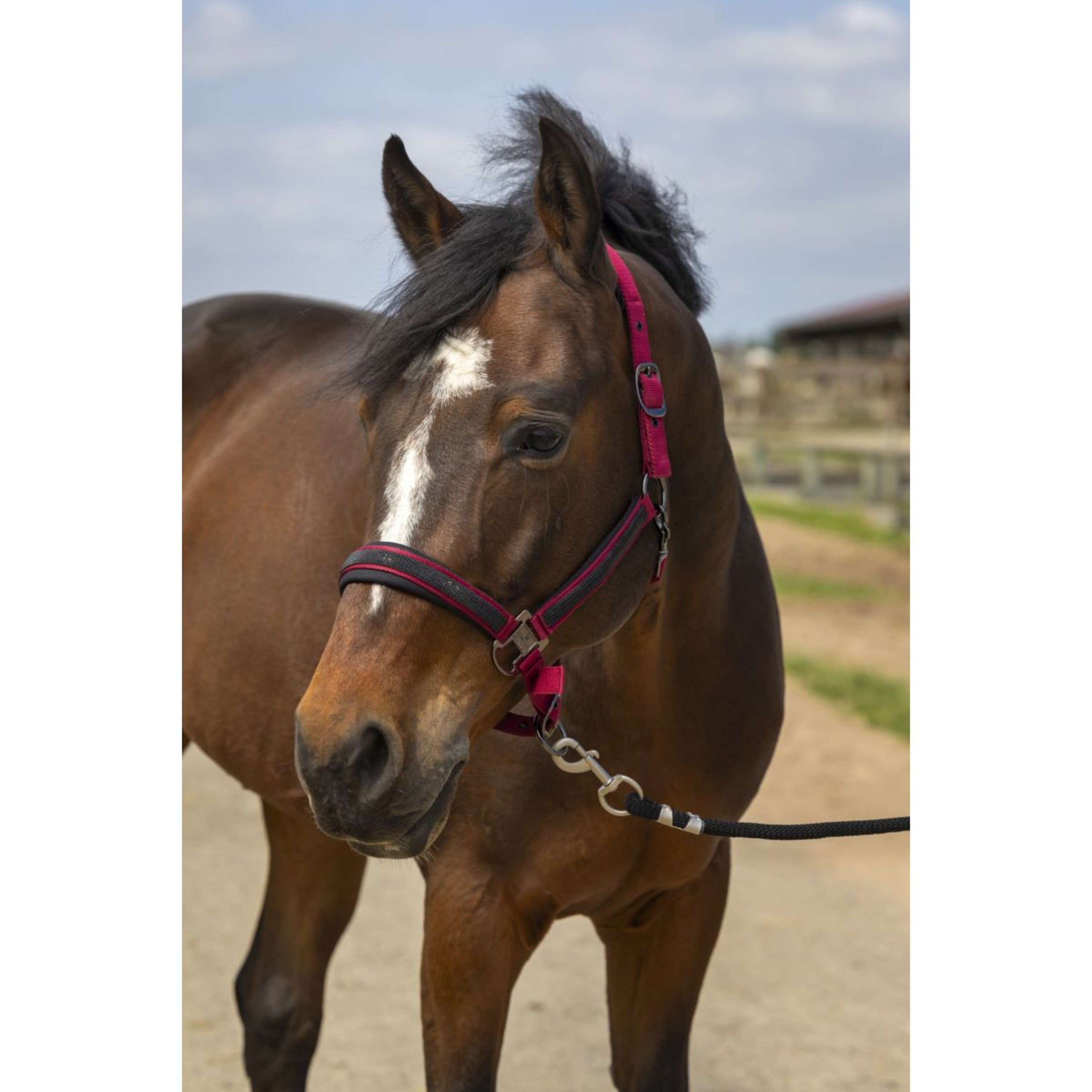 EQUITHÈME Halster Strass Nylon Burgundy EQUITHÈME Halster Strass Nylon Burgundy