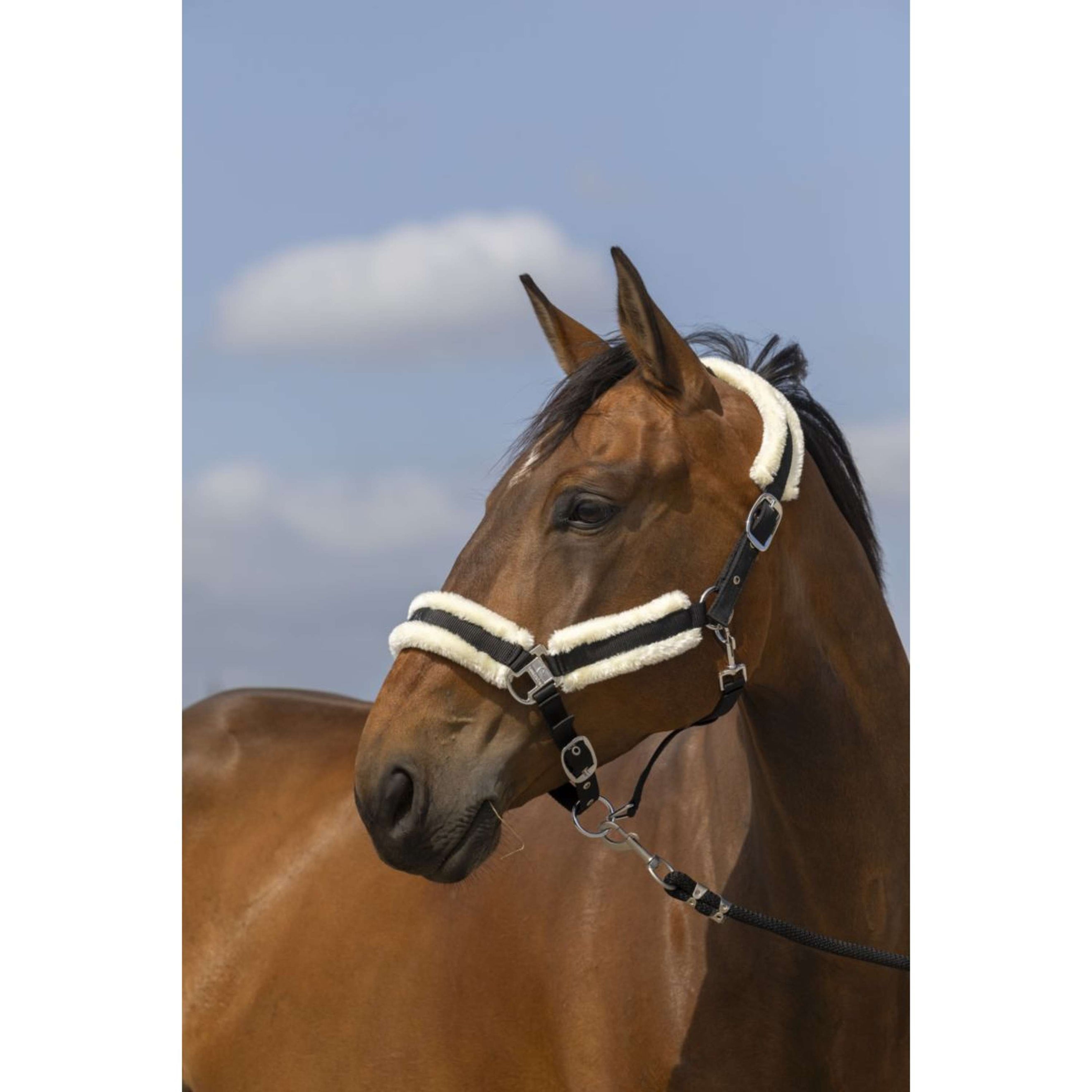 EQUITHÈME Halster Mouton Nylon Zwart/Wit EQUITHÈME Halster Mouton Nylon Zwart/Wit