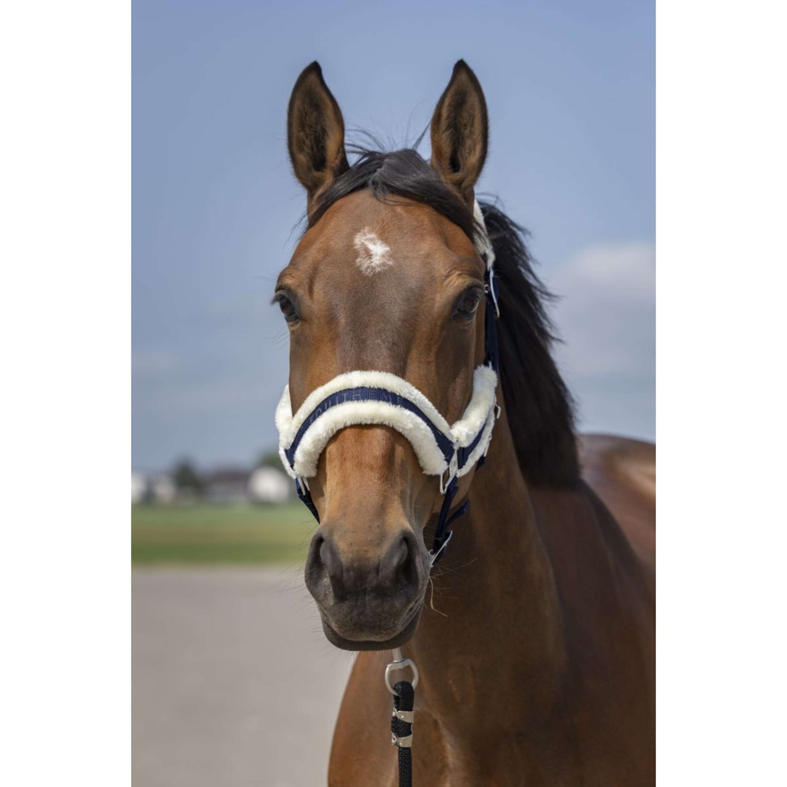 EQUITHÈME Halster Mouton Nylon Navy/Wit
