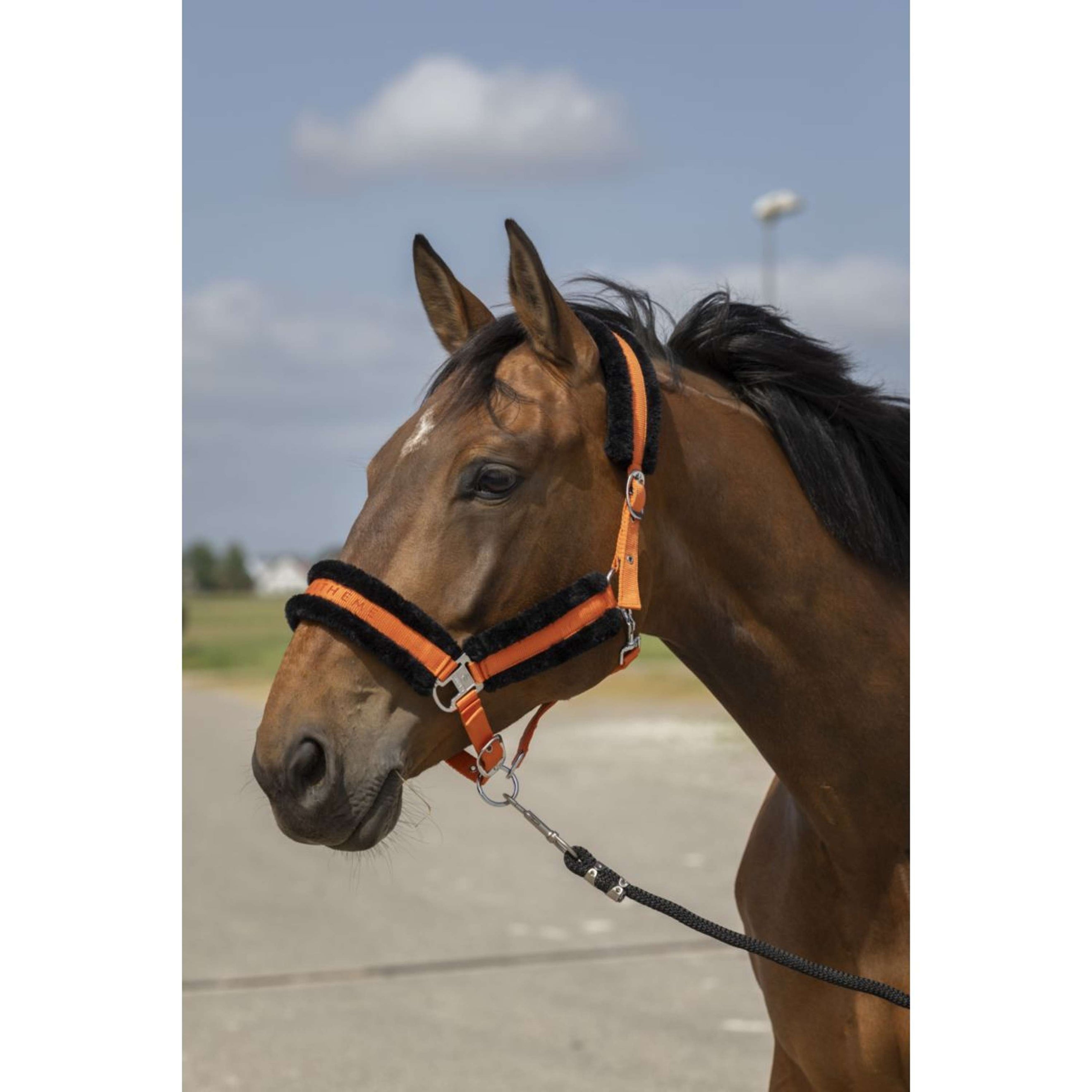 EQUITHÈME Halster Mouton Nylon Oranje/Zwart EQUITHÈME Halster Mouton Nylon Oranje/Zwart