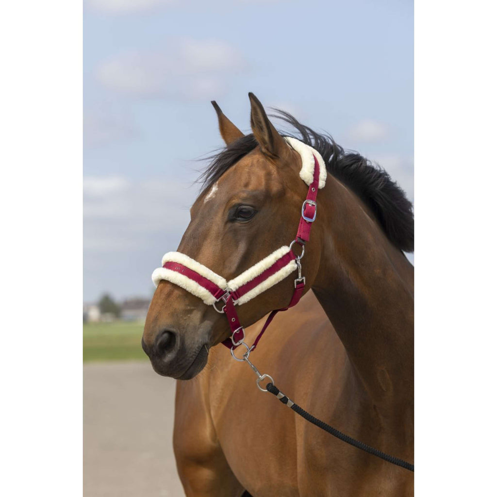 EQUITHÈME Halster Mouton Nylon Burgundy/Wit