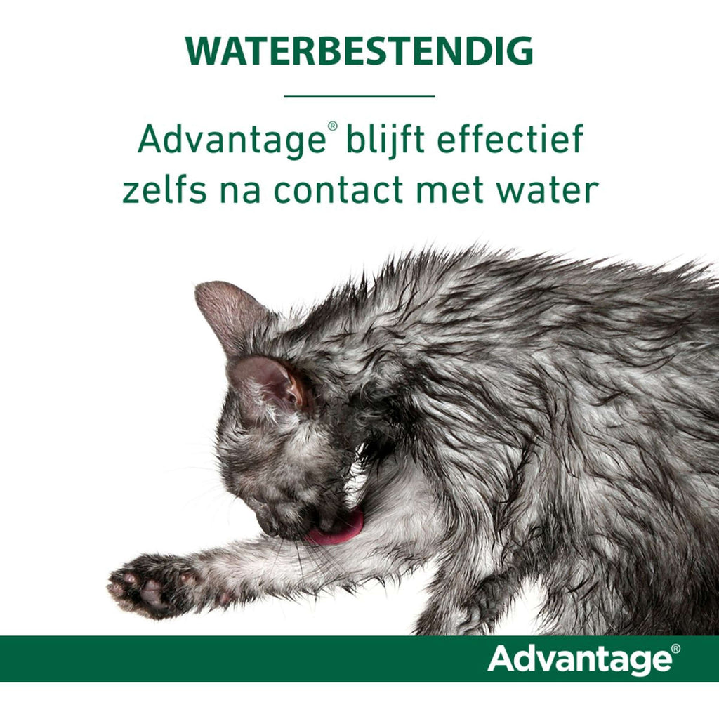Advantage 40 Spot-On Kat <4kg