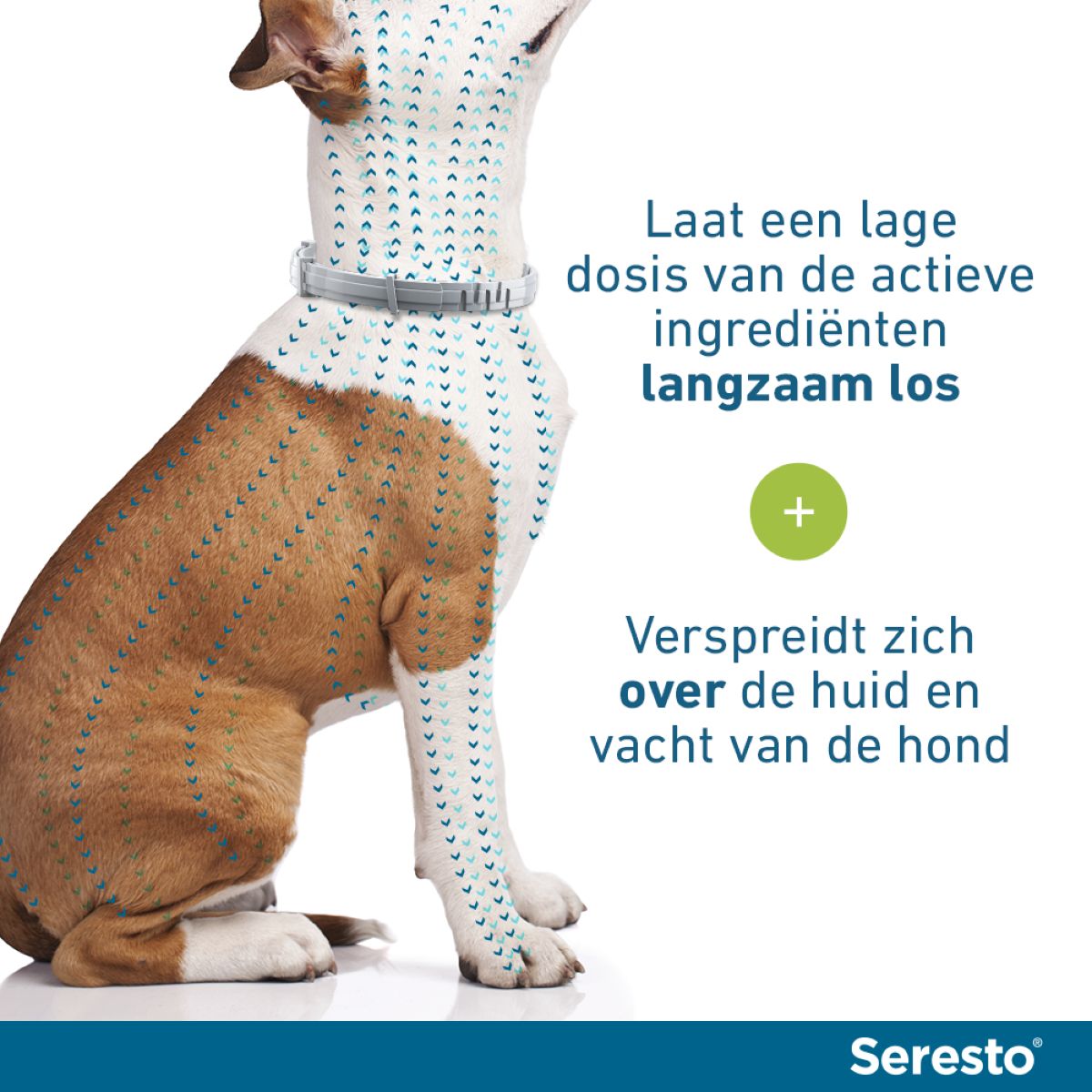 Seresto Teken en Vlooien Halsband Kleine Hond