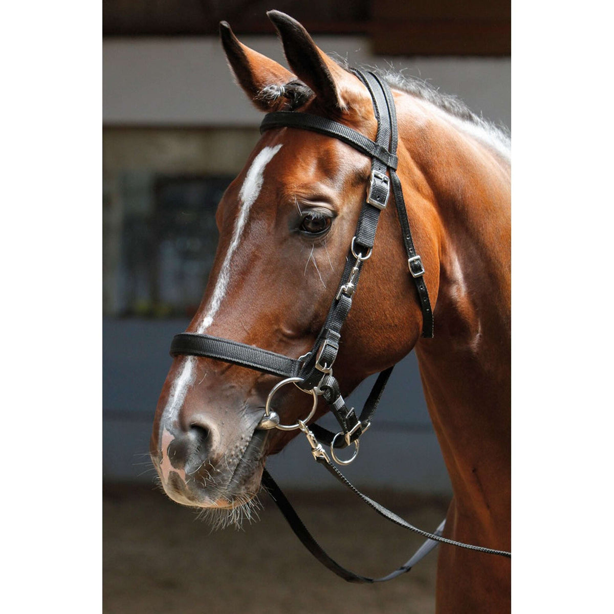 Harry's Horse Hoofdstel/halster Zwart