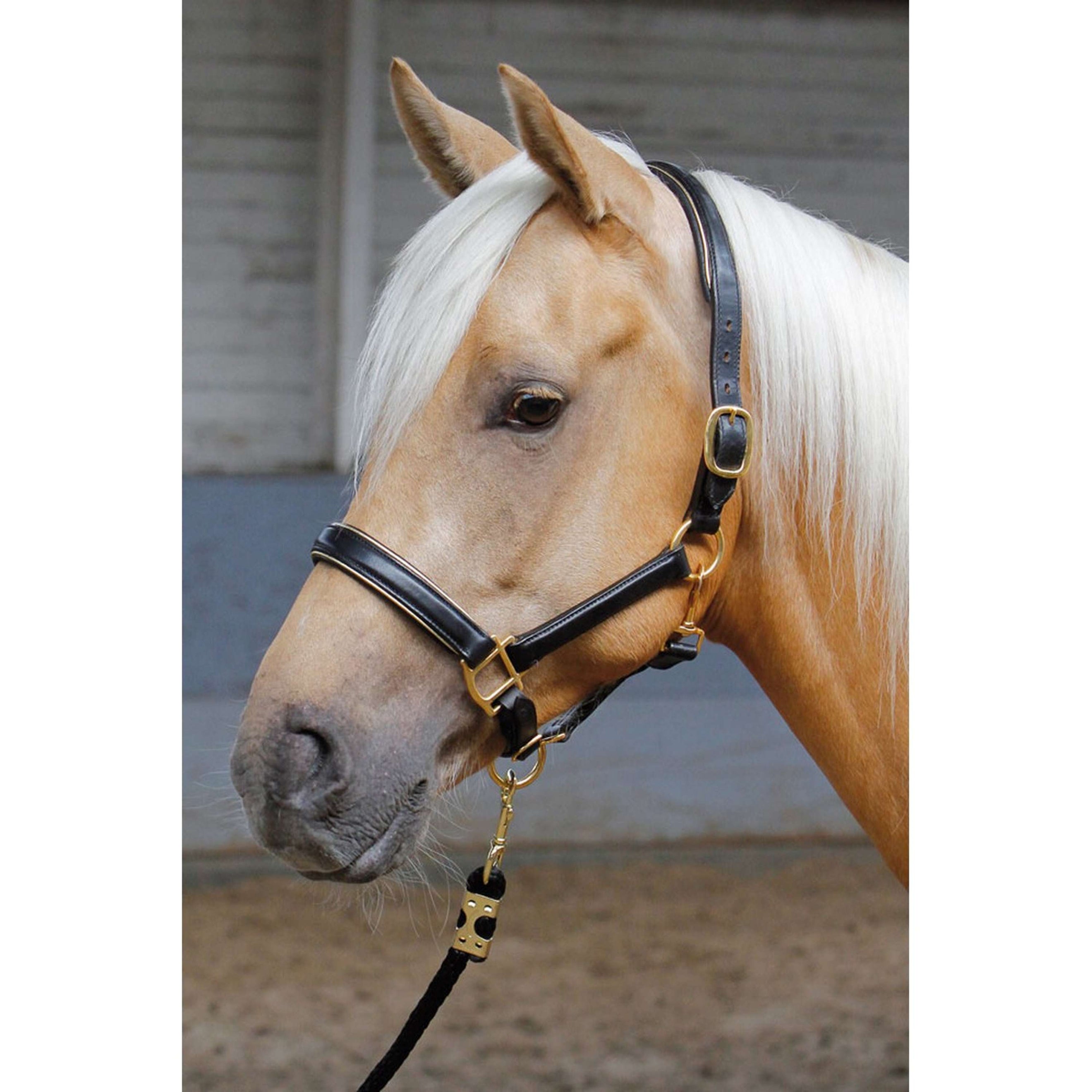 Harry's Horse Halster Leder Zwart Met Bies Goud Harry's Horse Halster Leder Zwart Met Bies Goud