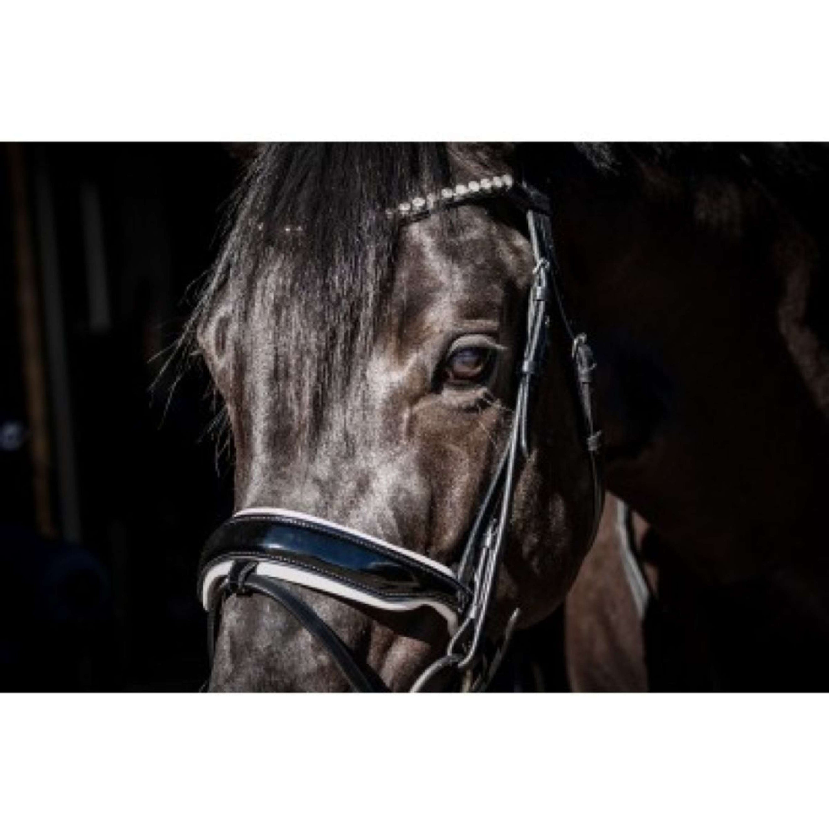 HB Showtime Hoofdstel Special Guy Zwart/Wit HB Showtime Hoofdstel Special Guy Zwart/Wit