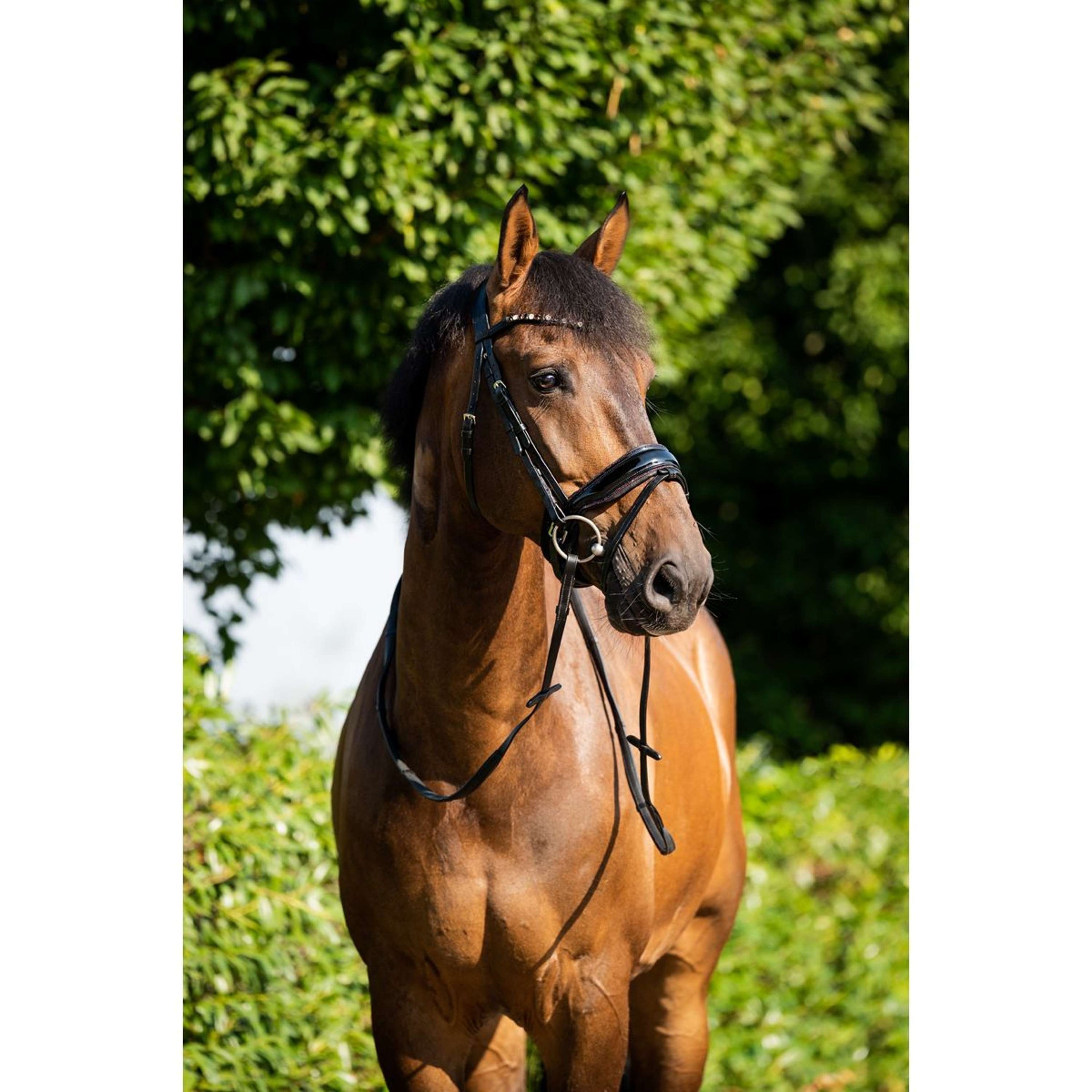 HB Showtime Hoofdstel Sweet Dreams Zwart/Burgundy HB Showtime Hoofdstel Sweet Dreams Zwart/Burgundy