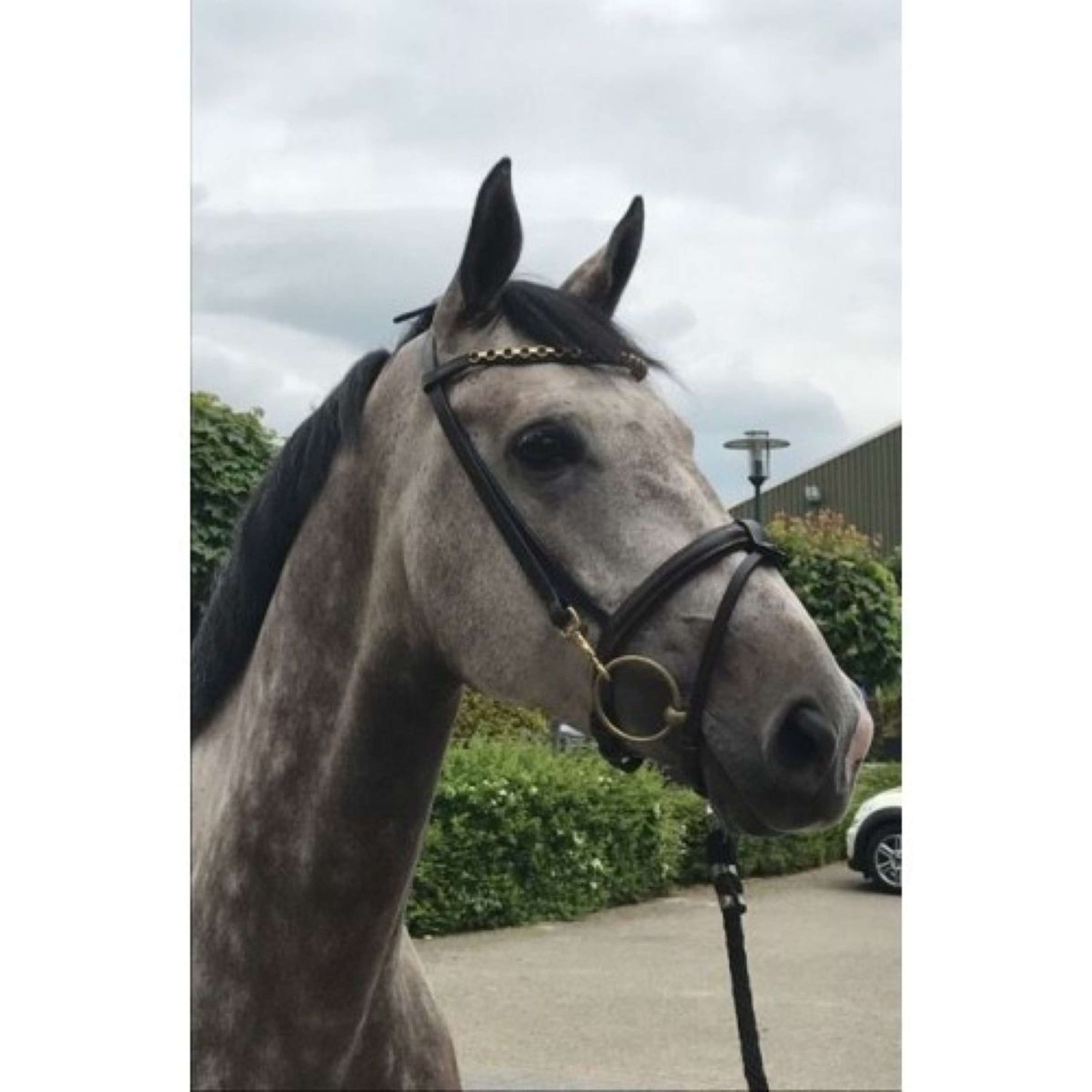 HB Showtime Hoofdstel Fleur Bruin HB Showtime Hoofdstel Fleur Bruin