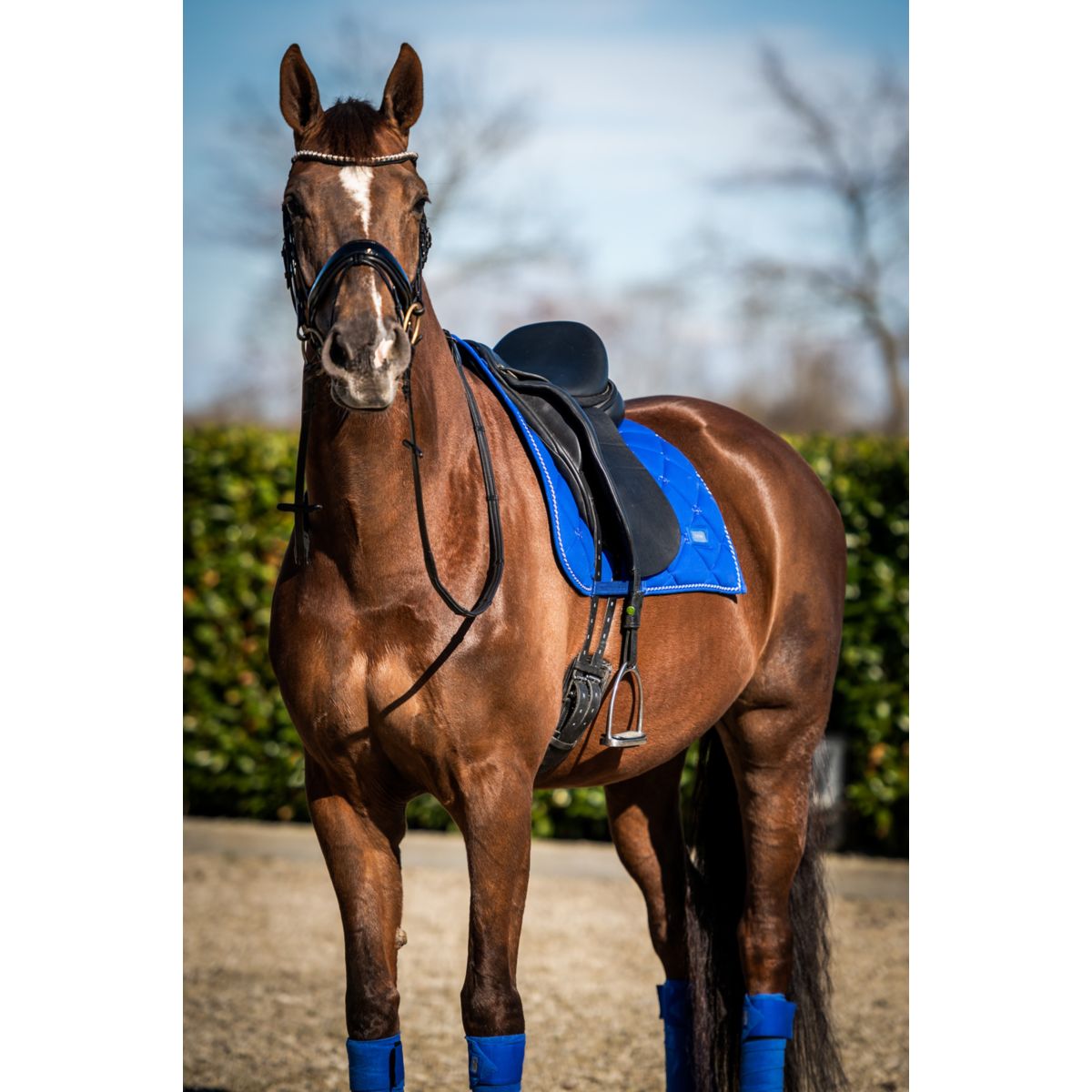 HB Showtime Zadeldekje Crown Dressuur Royal Blue