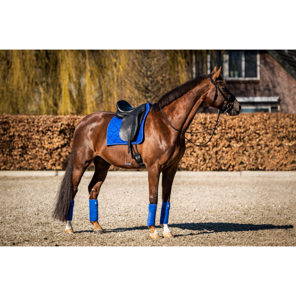 HB Showtime Zadeldekje Crown Dressuur Royal Blue