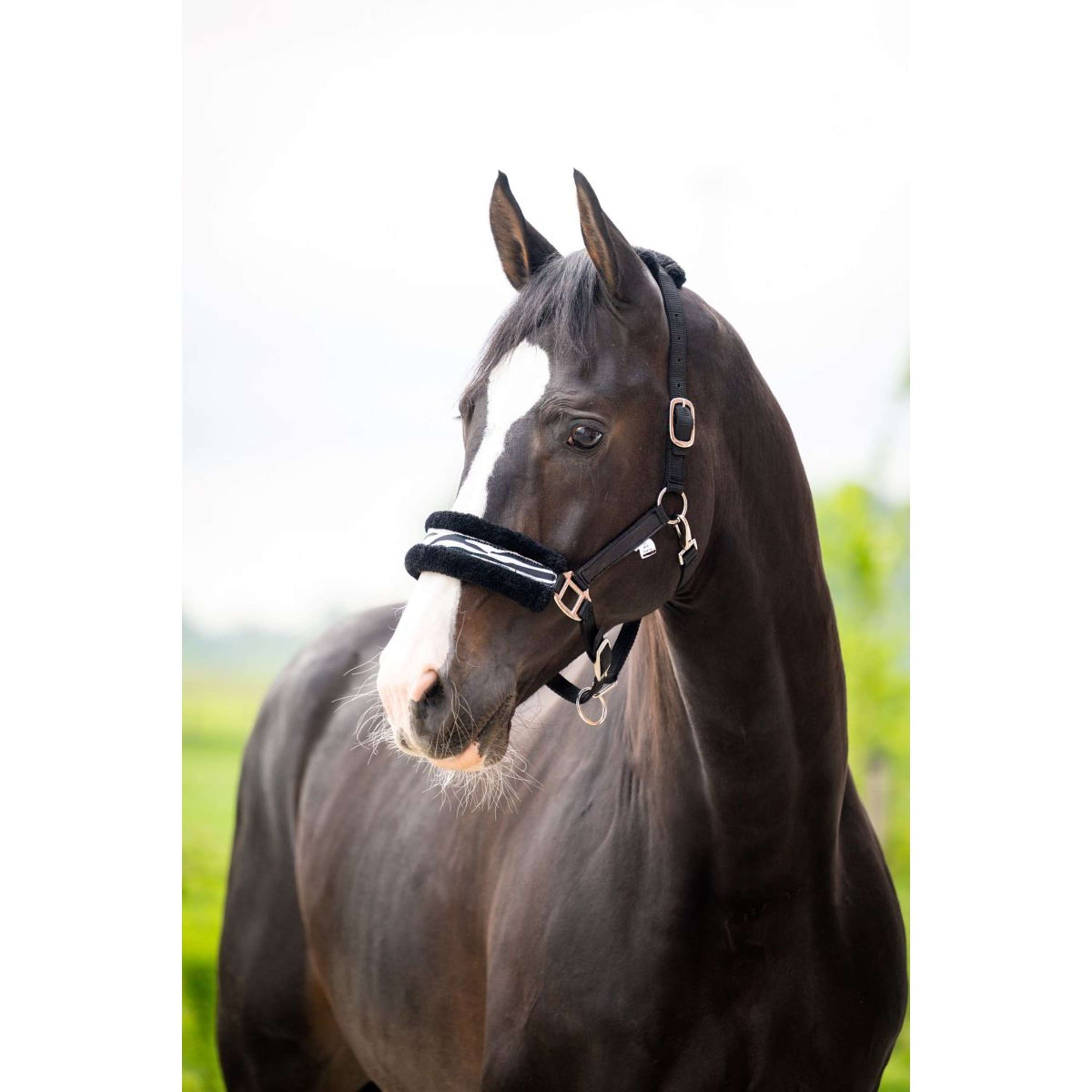 HB Halster Zebra Zwart/Wit