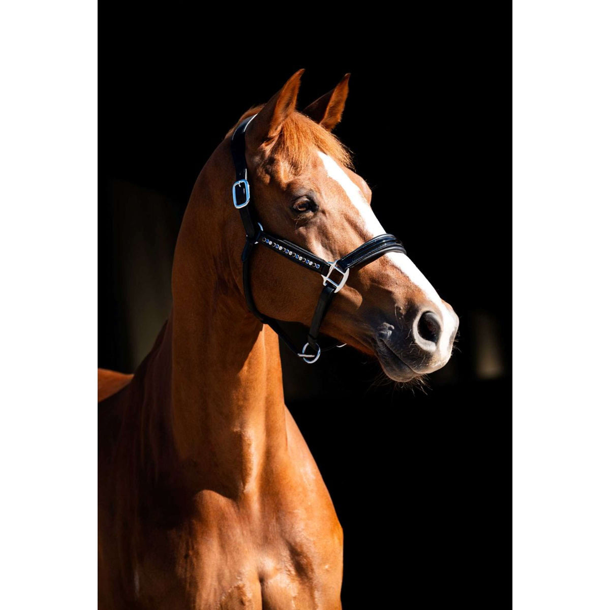 HB Showtime Halster Rivet Swarovski Leer Zwart/Navy