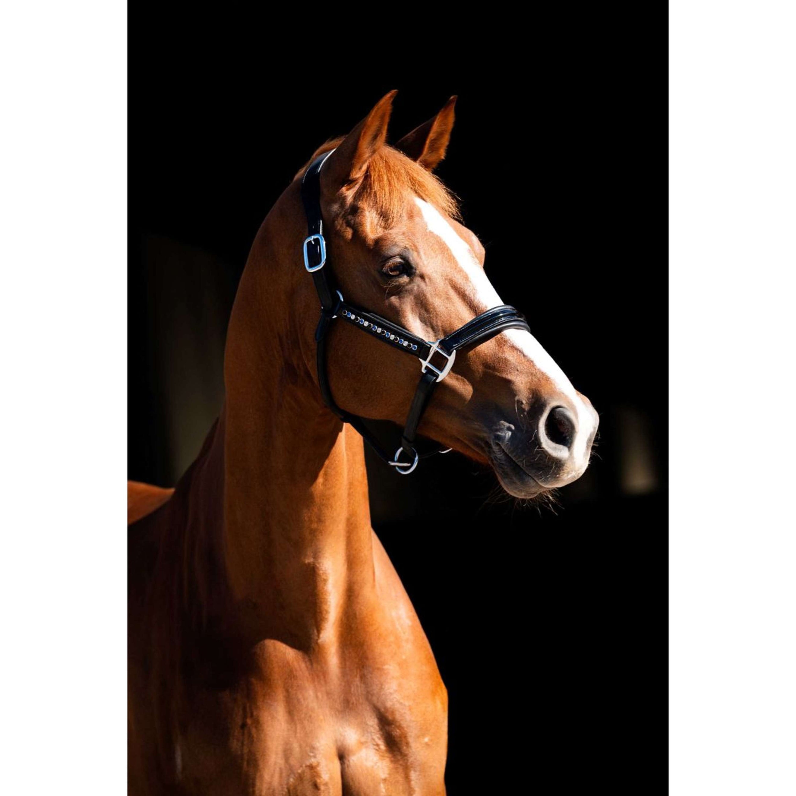 HB Showtime Halster Rivet Swarovski Leer Zwart/Navy