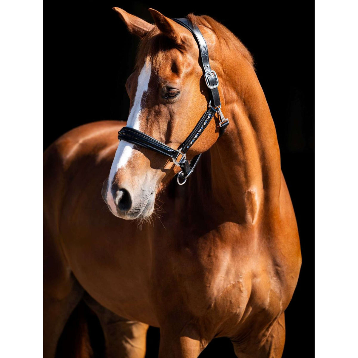 HB Showtime Halster Rivet Swarovski Leer Zwart/Navy