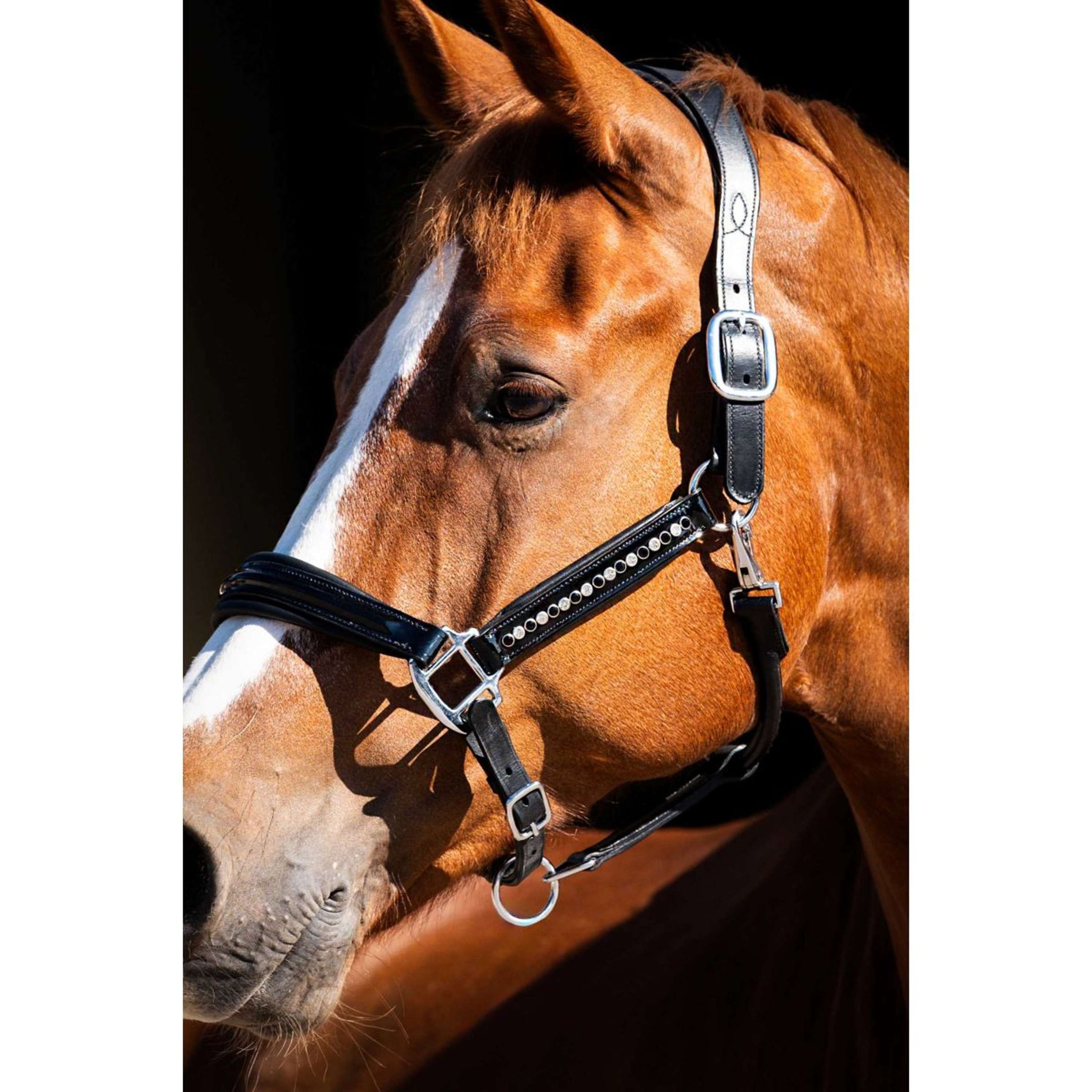 HB Showtime Halster Rivet Swarovski Leer Zwart HB Showtime Halster Rivet Swarovski Leer Zwart