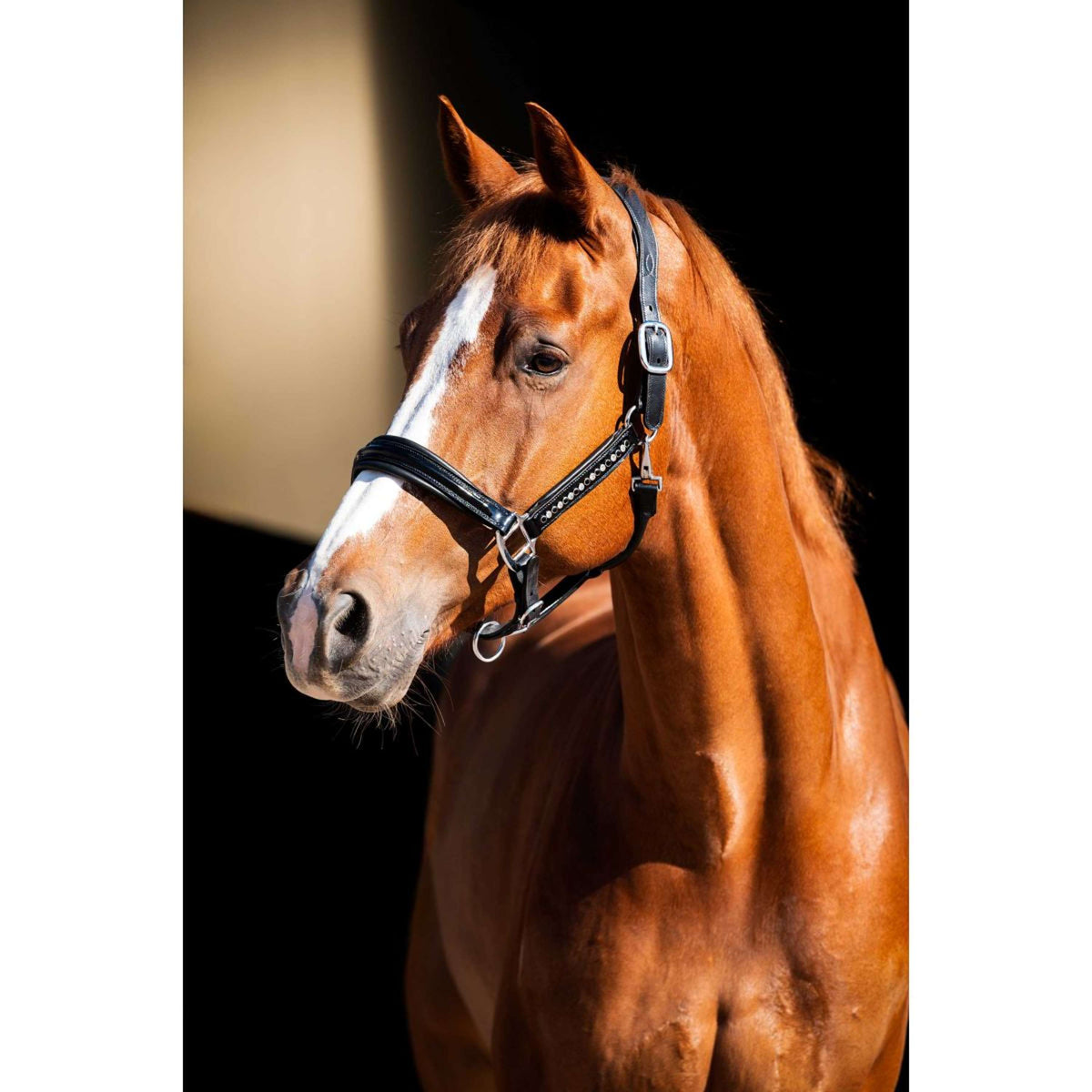 HB Showtime Halster Rivet Swarovski Leer Zwart