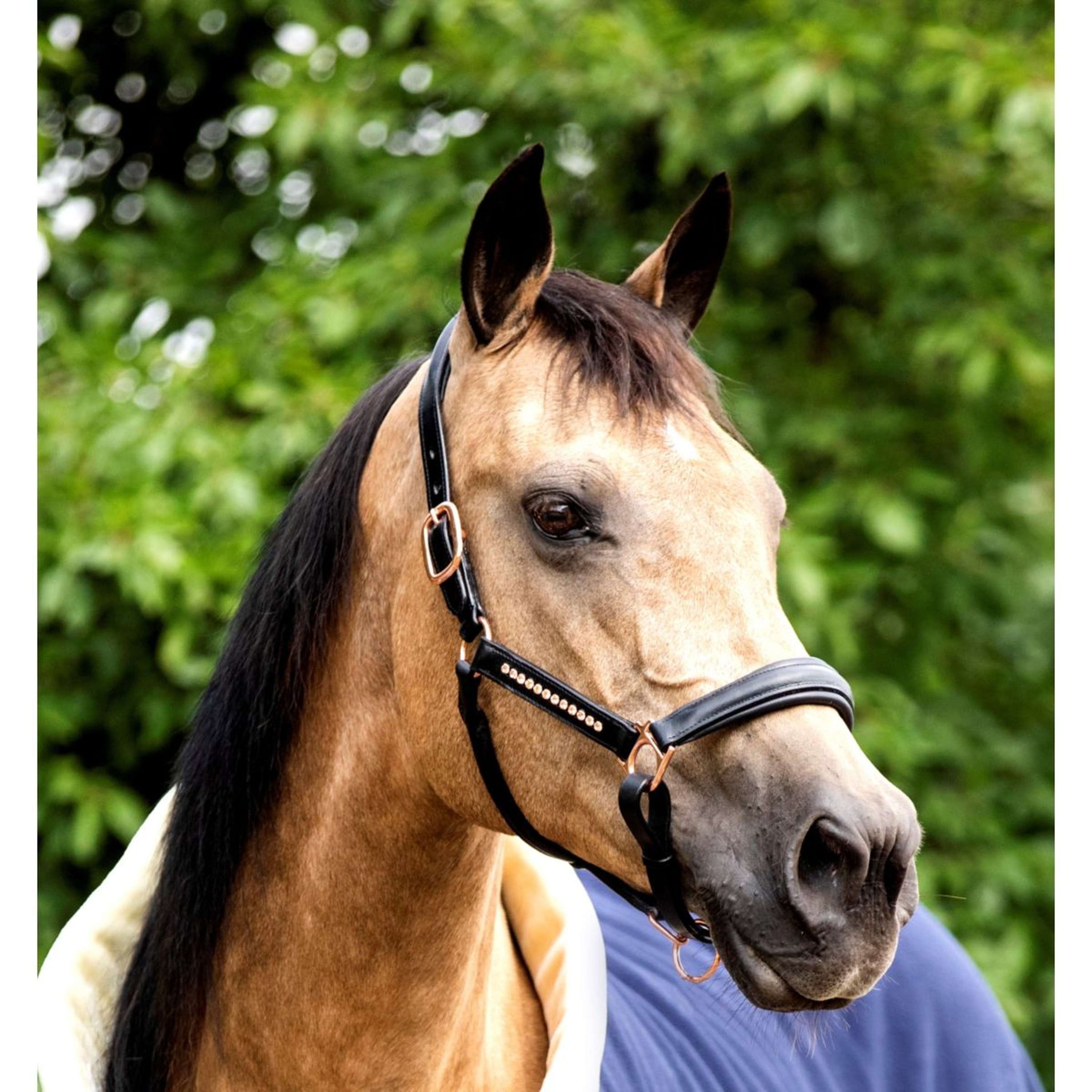 HB Showtime Halster Rose Gold Leer Zwart HB Showtime Halster Rose Gold Leer Zwart