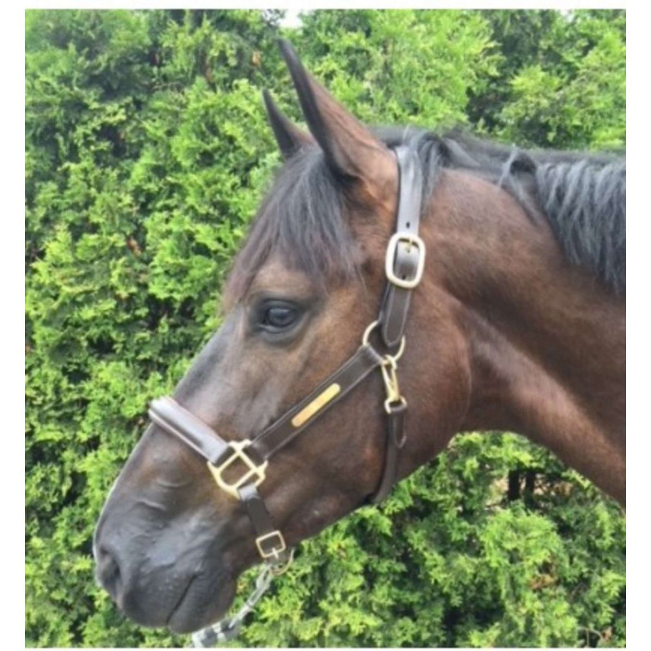 HB Showtime Halster Horse Name Leer Bruin HB Showtime Halster Horse Name Leer Bruin