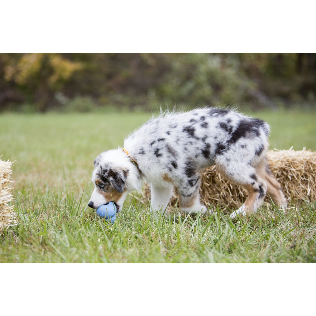 Kong Puppy Roze/Blauw