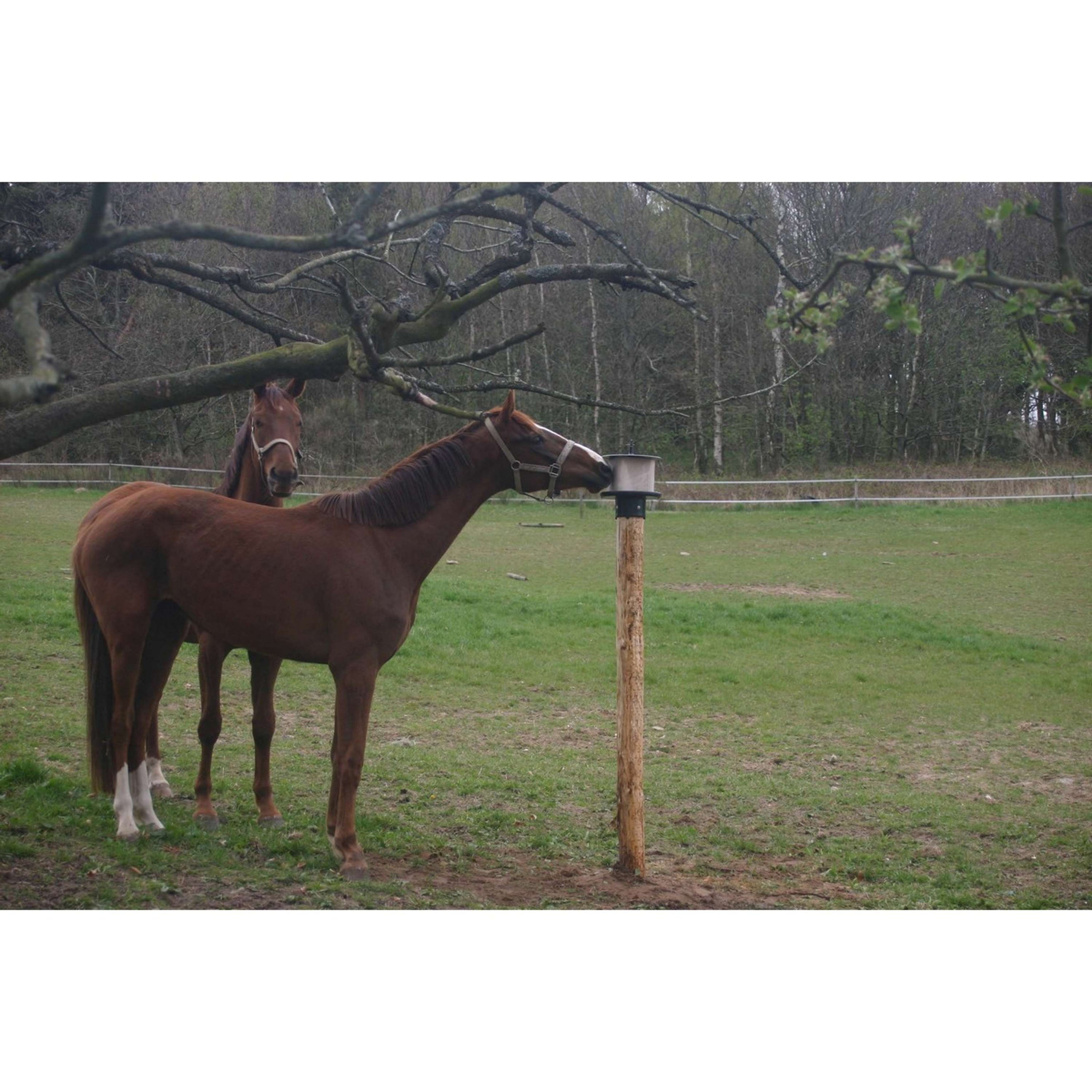 Agradi Liksteenhouder Paal Kunststof voor 10 Kg
