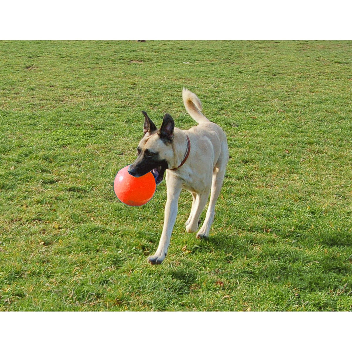 Jolly Ball Bounce-n-play Blueberry