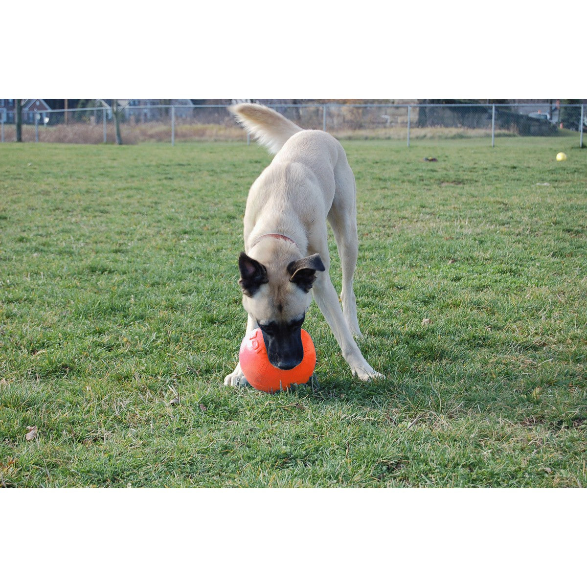 Jolly Ball Bounce-n-play Blueberry