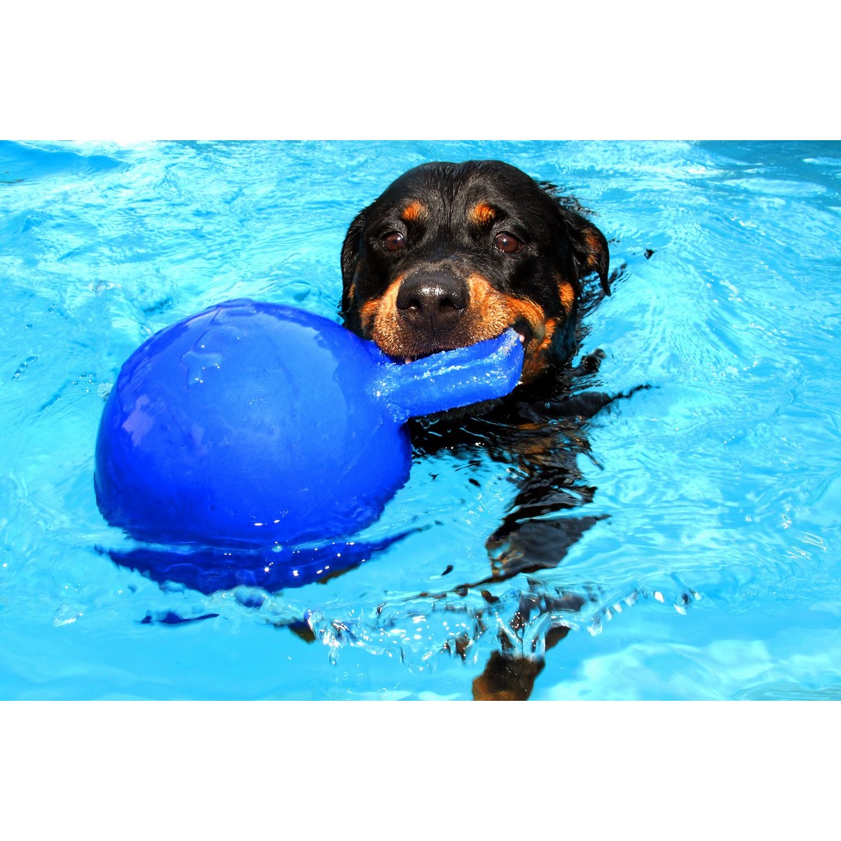 Jolly Ball Tug-n-Toss Blauw