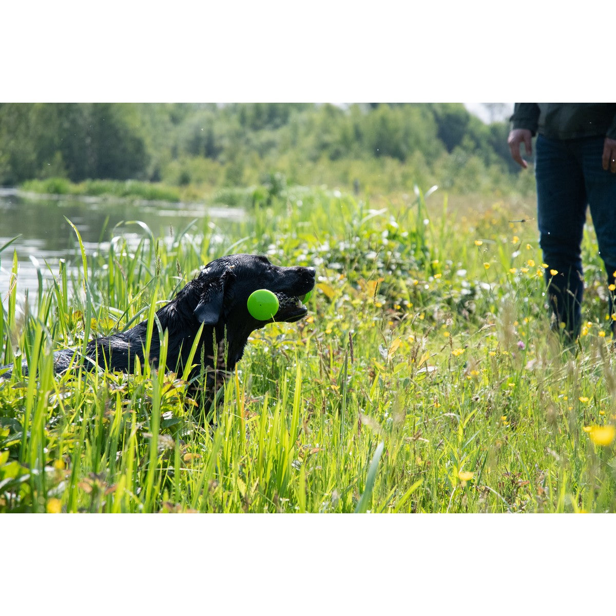 Dog Comets Werpstok Meteor Groen