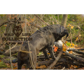 Wild Life Dog Pigeon (duif)